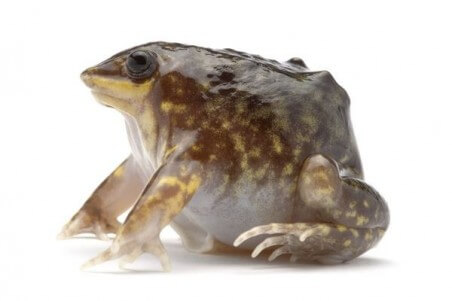 Hemisus marmoratus