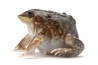 Hemisus marmoratus