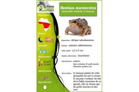 Hemisus marmoratus