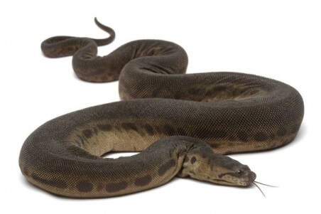 Acrochordus javanicus