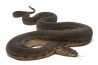 Acrochordus javanicus