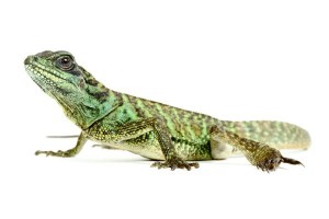 Hydrosaurus weberi, sub-adultes