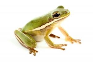 Hyla cinerea
