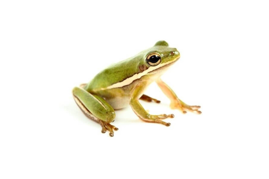 Hyla cinerea Hyla cinerea