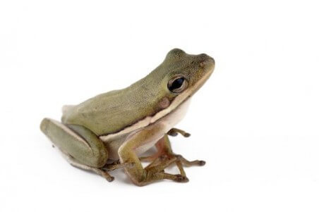 Hyla cinerea