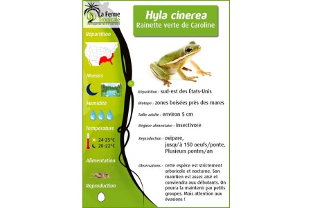 Hyla cinerea