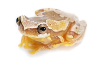 Dendropsophus ebraccatus