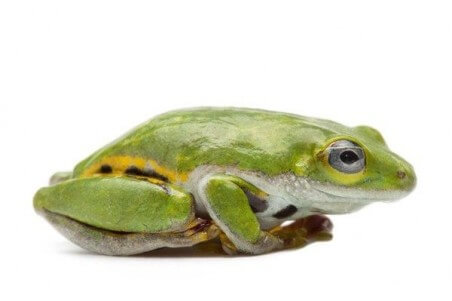 Hyperolius fusciventris burtoni