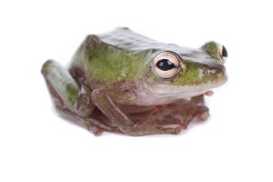 Hyperolius concolor