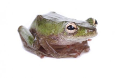 Hyperolius concolor