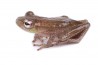 Hyperolius concolor