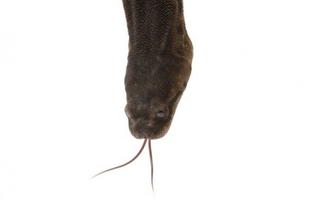 Acrochordus javanicus
