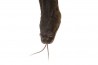 Acrochordus javanicus