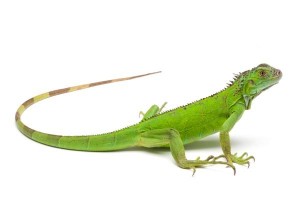 Iguana iguana, adulte