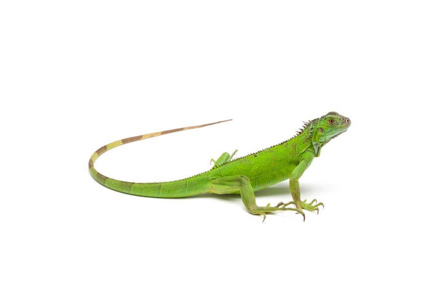 Iguana iguana, adulte Iguana iguana, adulte