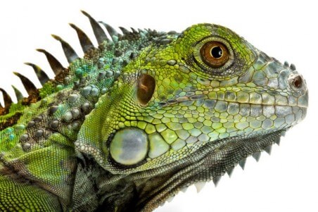 Iguana iguana, adulte