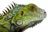 Iguana iguana, adulte