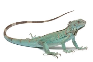 Iguana iguana, bleu