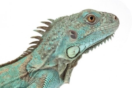 Iguana iguana, bleu