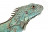 Iguana iguana, bleu