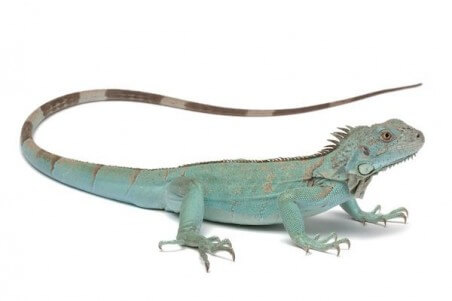 Iguana iguana, bleu
