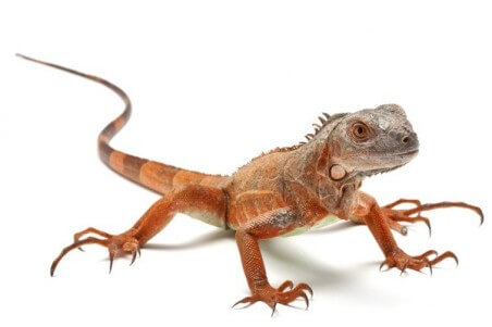 Iguana iguana, rouge