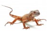 Iguana iguana, rouge