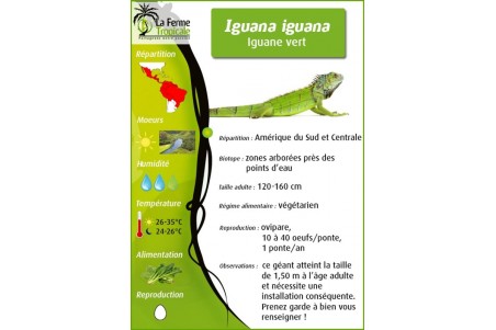 Iguana iguana, rouge