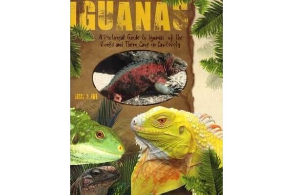 A Pictorial Guide to Iguanas