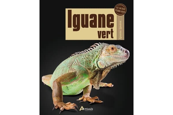 Iguane vert Iguane vert