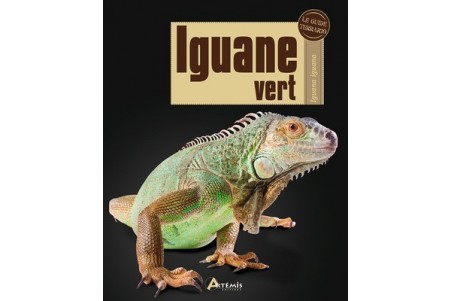 Iguane vert