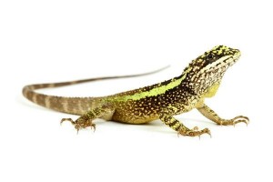 Japalura splendida
