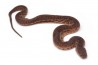 Acrochordus javanicus
