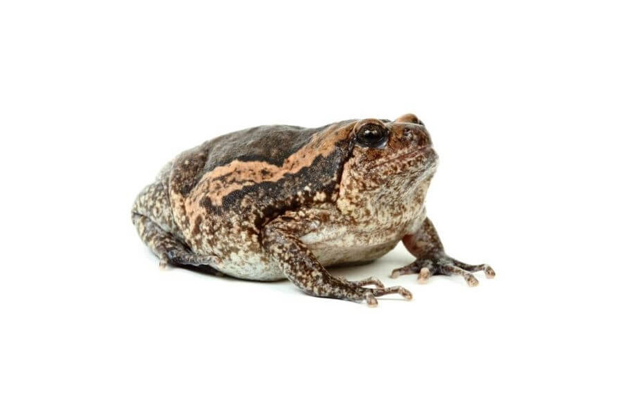 Kaloula pulchra Kaloula pulchra