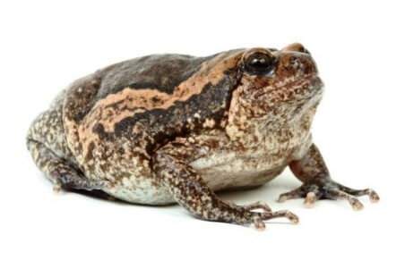 Kaloula pulchra