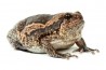 Kaloula pulchra