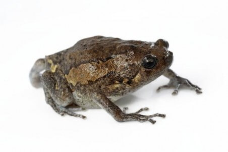 Kaloula pulchra