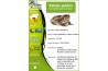 Kaloula pulchra