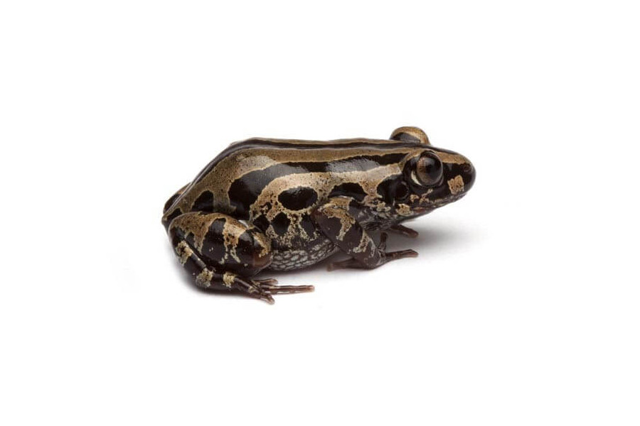 Kassina senegalensis Kassina senegalensis