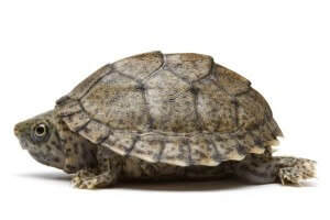 Sternotherus (Kinosternon) carinatus