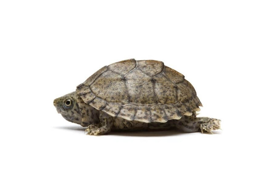 Sternotherus (Kinosternon) carinatus
