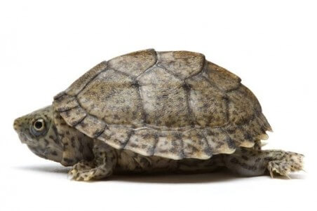 Sternotherus (Kinosternon) carinatus