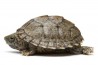 Sternotherus (Kinosternon) carinatus