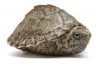 Sternotherus (Kinosternon) carinatus