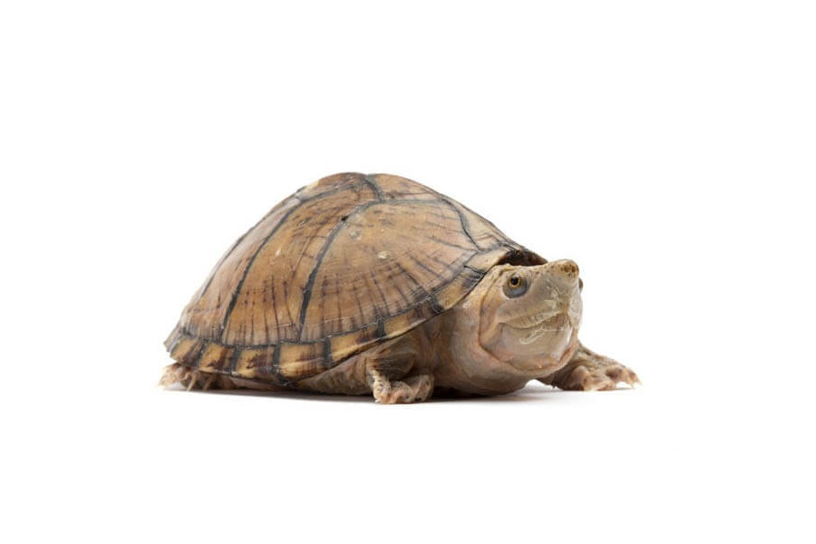 Sternotherus (Kinosternon) carinatus Sternotherus (Kinosternon) carinatus