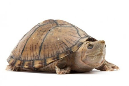 Sternotherus (Kinosternon) carinatus