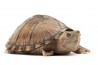 Sternotherus (Kinosternon) carinatus