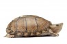 Sternotherus (Kinosternon) carinatus