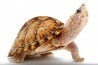 Sternotherus (Kinosternon) carinatus