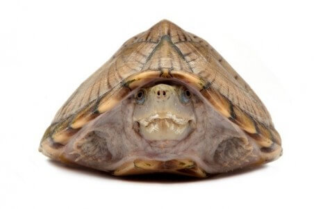 Sternotherus (Kinosternon) carinatus